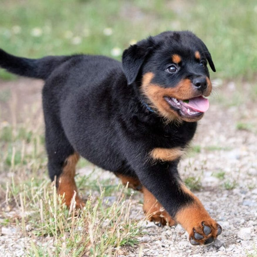 rottweiler-puppy-1024x615[1]