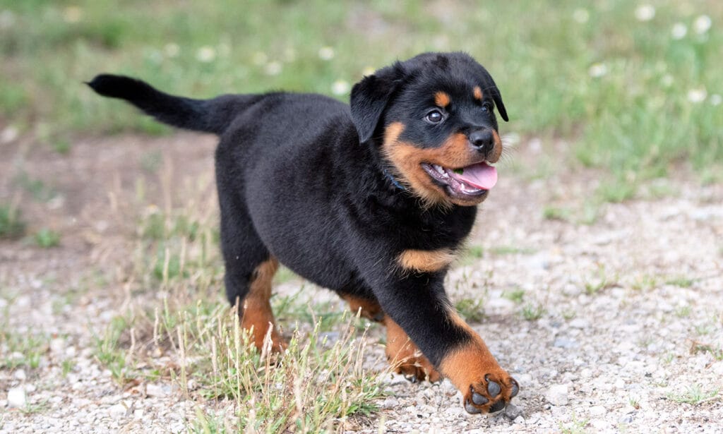 rottweiler-puppy-1024x615[1]